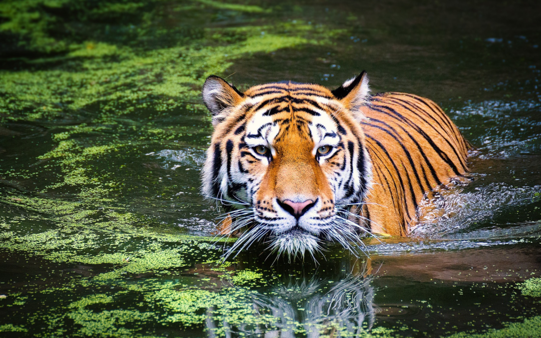 Zoologická a botanická zahrada města Plzně